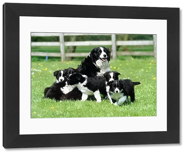A group of black and white Border Collie puppies playing outside