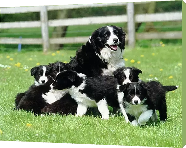 A group of black and white Border Collie puppies playing outside