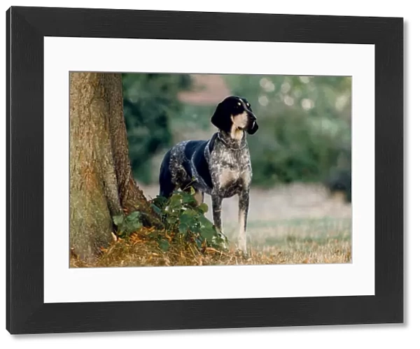 outside, spotty, standing, hound, looking, black, tree, french, grand bleu de gascogne