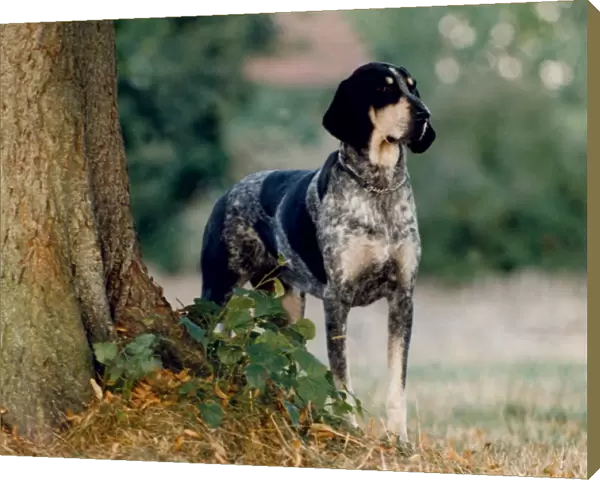 outside, spotty, standing, hound, looking, black, tree, french, grand bleu de gascogne
