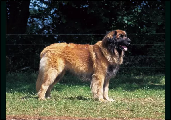 outside, standing, working, leonberger, show pose, profile, open mouth