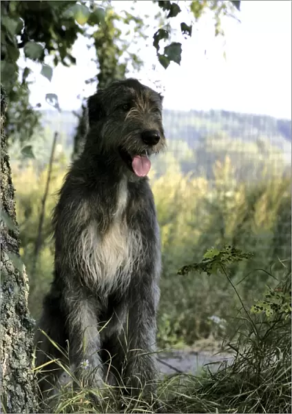 hound, irish wolfhound, big, grey, wolfhound