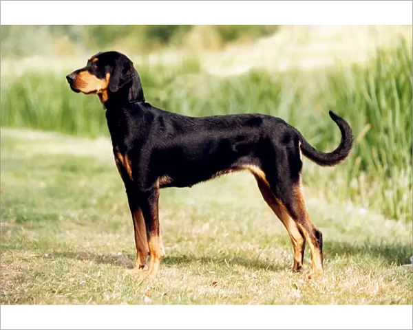 Beauceron. A Beauceron stood outside on some grass pictured in profile