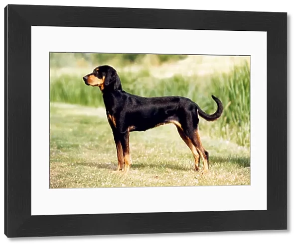 Beauceron. A Beauceron stood outside on some grass pictured in profile