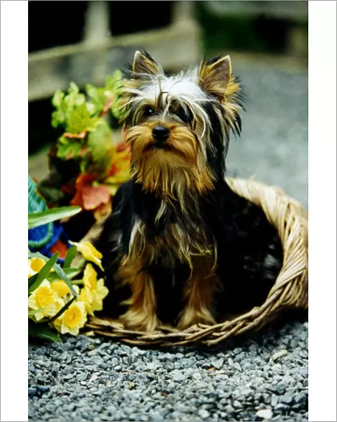 small, sitting, flowers, basket, terrier, house, Yorkshire, brown, black, bow