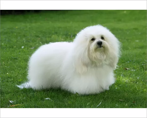 standing, small, fluffy, white, grass, outside