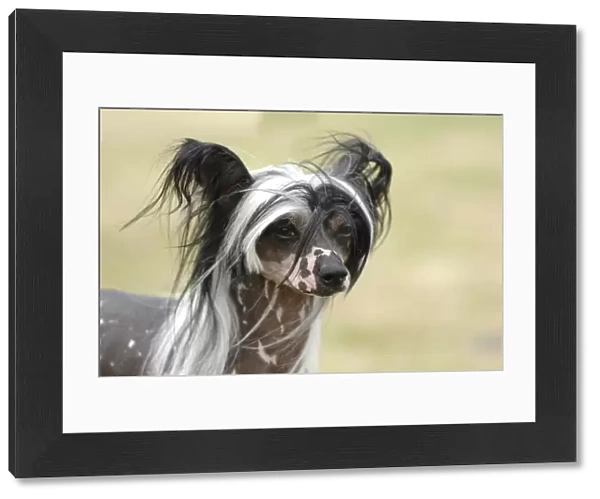 outside, toy, head, portrait, chinese crested, Crested, small, bald, fluffy, skin, white