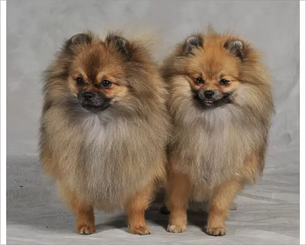 couple, small, cute, fluffy, studio, pair, inside, two
