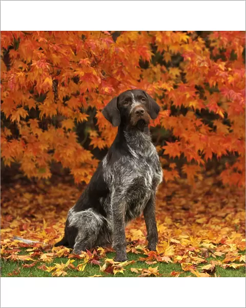 german wirehaired pointers