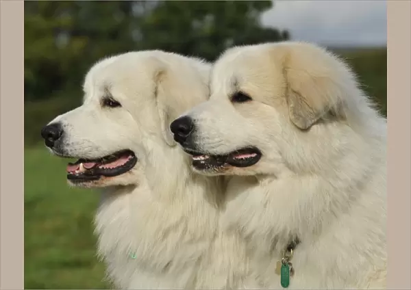 couple, fluffy, pair, two, profile, white