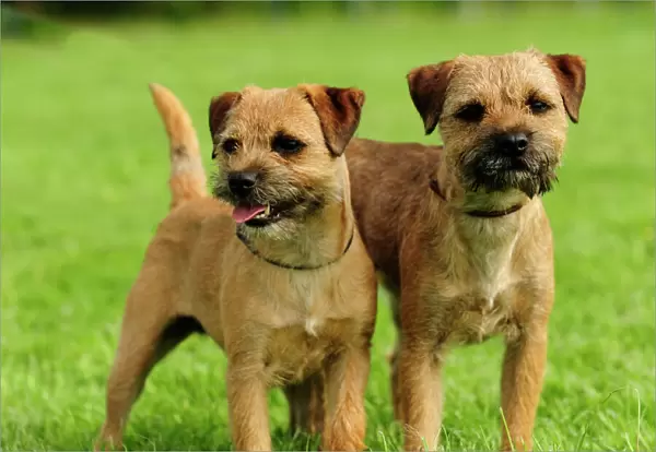 border terriers