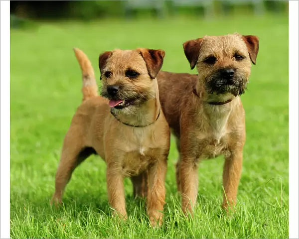 border terriers