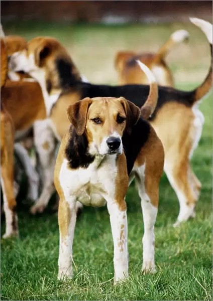 Foxhound. A foxhound standing outside apart from the pack looking towards the camera