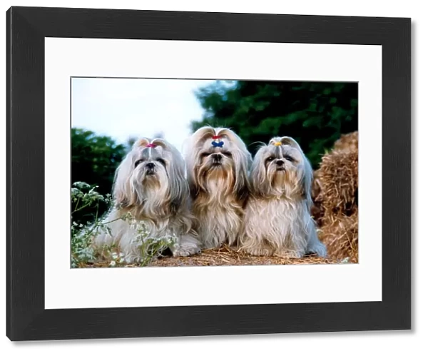 Shih Tzu. A portrait of three Shih Tzu dogs sat together with bows in there hair