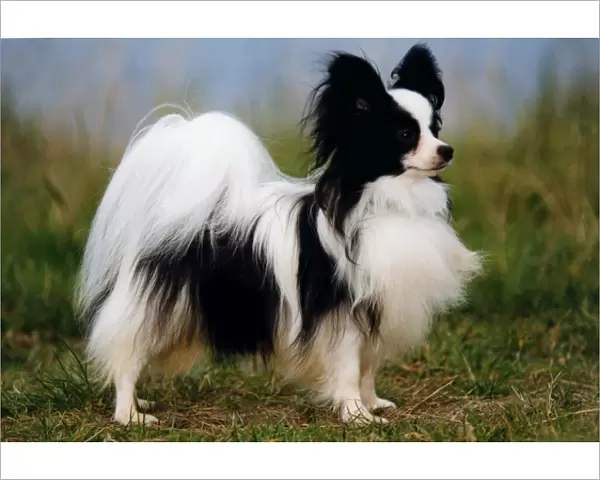 Papillion. A Papillion pictured in profile outside
