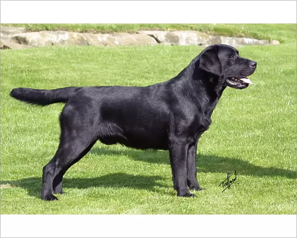 Retriever-Labrador