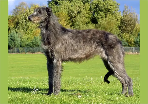Deerhound. A portrait of a Deerhound standing outside shown in profile