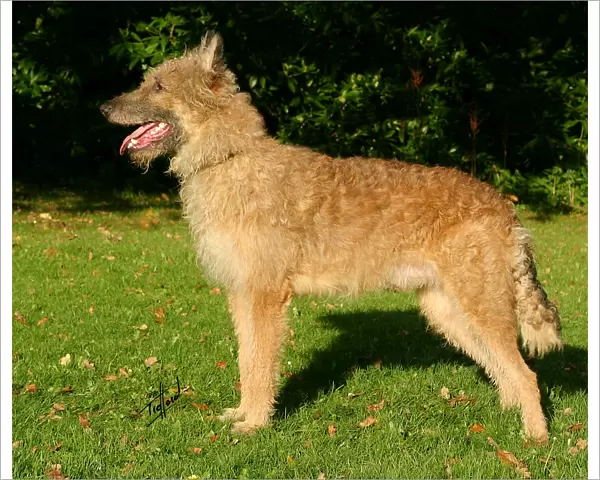 Belgian Shepherd Dog-Laekenois