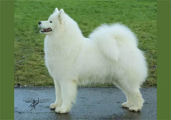 Samoyed. A portrait of a Samoyed standing outside shown in profile
