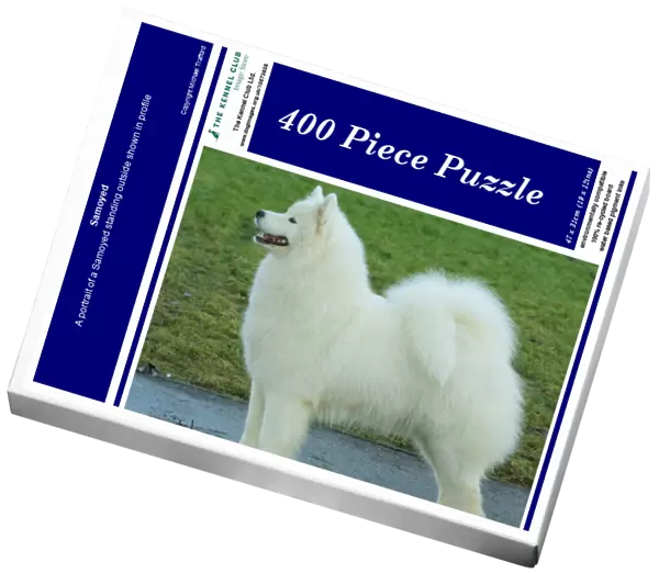 Samoyed. A portrait of a Samoyed standing outside shown in profile