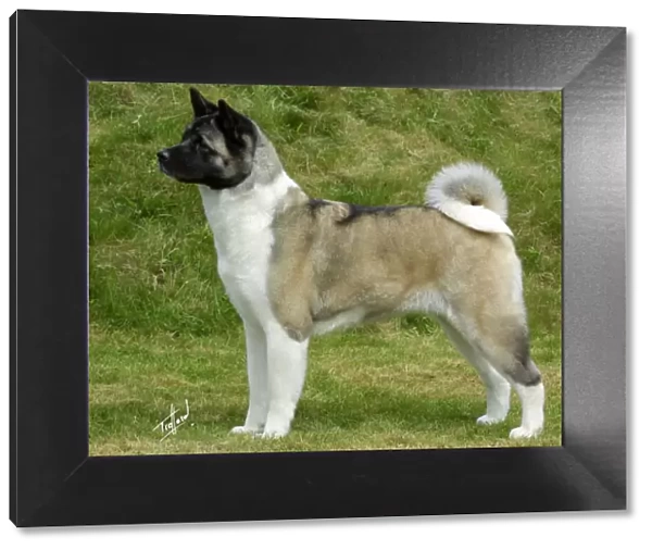 Akita. A portrait of an Akita standing outside shown in profile