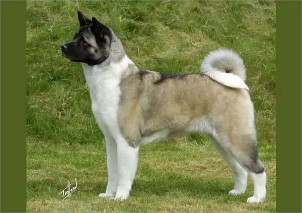 Akita. A portrait of an Akita standing outside shown in profile