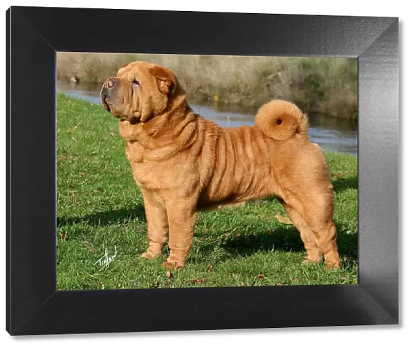 Shar-Pei. A portrait of a Shar Pei standing outside shown in profile