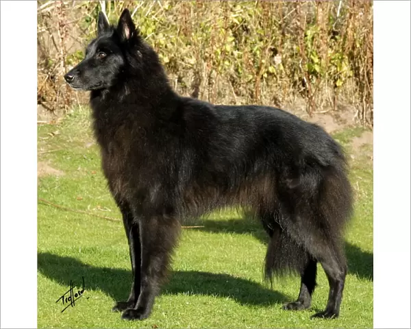 Belgian Shepherd Dog-Groenendael