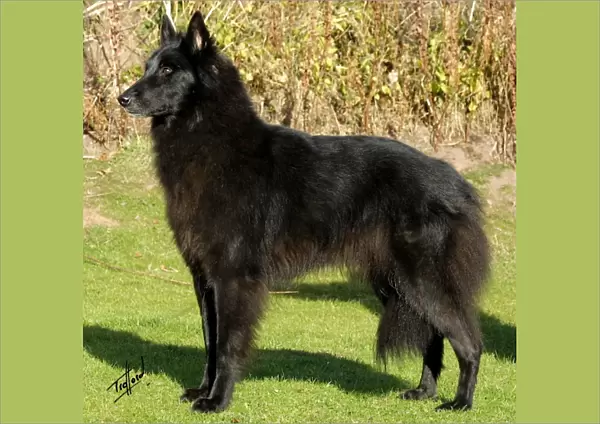Belgian Shepherd Dog-Groenendael