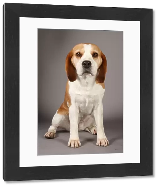 Beagle, Crufts 2013, nick ridley, stock images, KCPL, March 2013, KCPL_Stock
