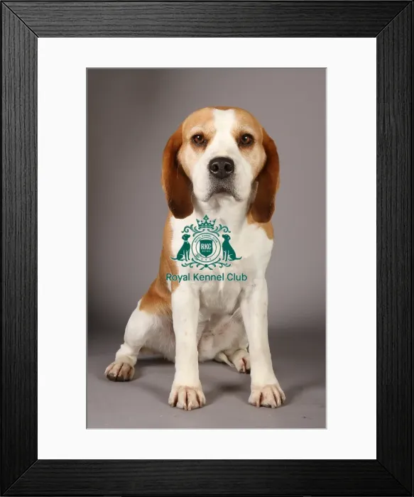 Framed Print : Beagle, Crufts 2013, nick ridley, stock images, KCPL, March 2013, KCPL_Stock Framed Print : Beagle, Crufts 2013, nick ridley, stock images, KCPL, March 2013, KCPL_Stock