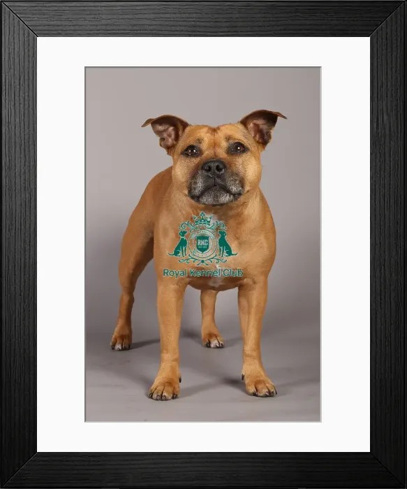 Framed Print : Crufts 2013, Staffordshire Bull Terrier, nick ridley, stock images, KCPL, March 2013 Framed Print : Crufts 2013, Staffordshire Bull Terrier, nick ridley, stock images, KCPL, March 2013