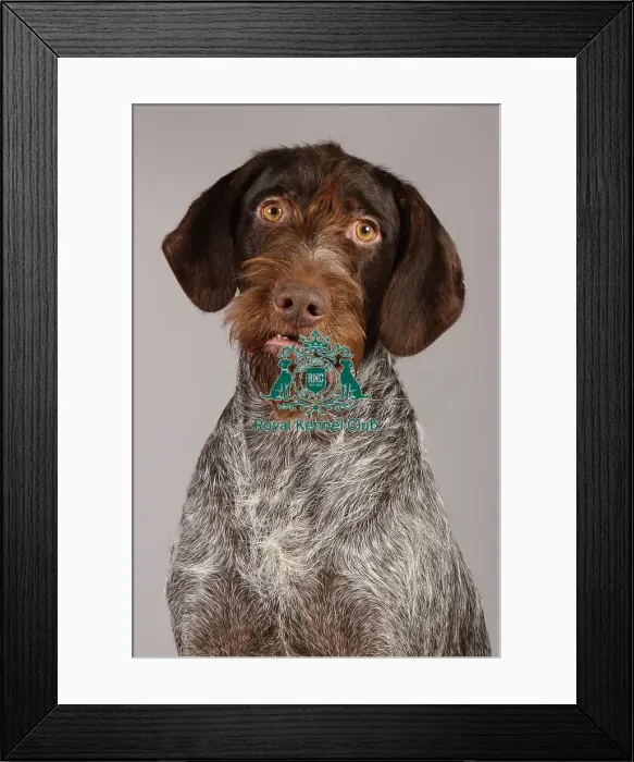 Framed Print : Crufts 2013, German Wirehaired Pointer, nick ridley, stock images, KCPL, March 2013 Framed Print : Crufts 2013, German Wirehaired Pointer, nick ridley, stock images, KCPL, March 2013
