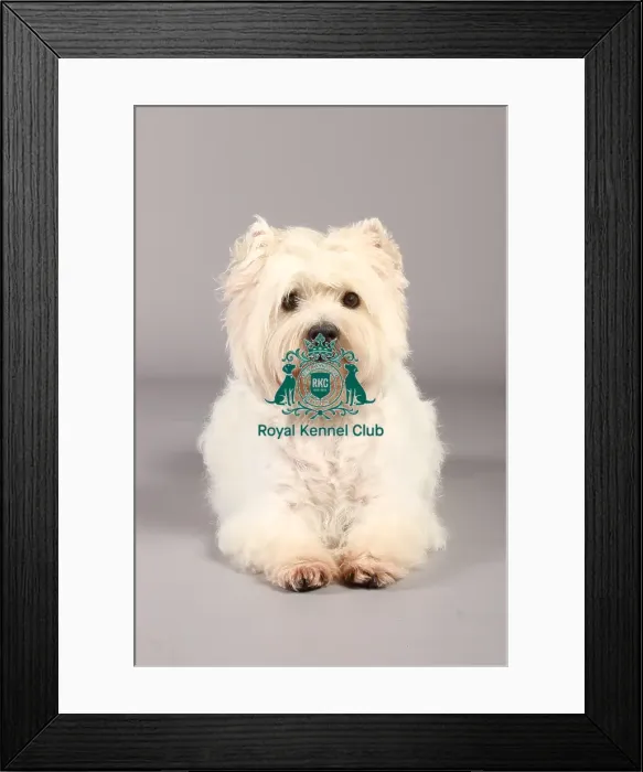 Framed Print : Crufts 2013, West Highland White Terrier, nick ridley, stock images, KCPL, March 2013 Framed Print : Crufts 2013, West Highland White Terrier, nick ridley, stock images, KCPL, March 2013