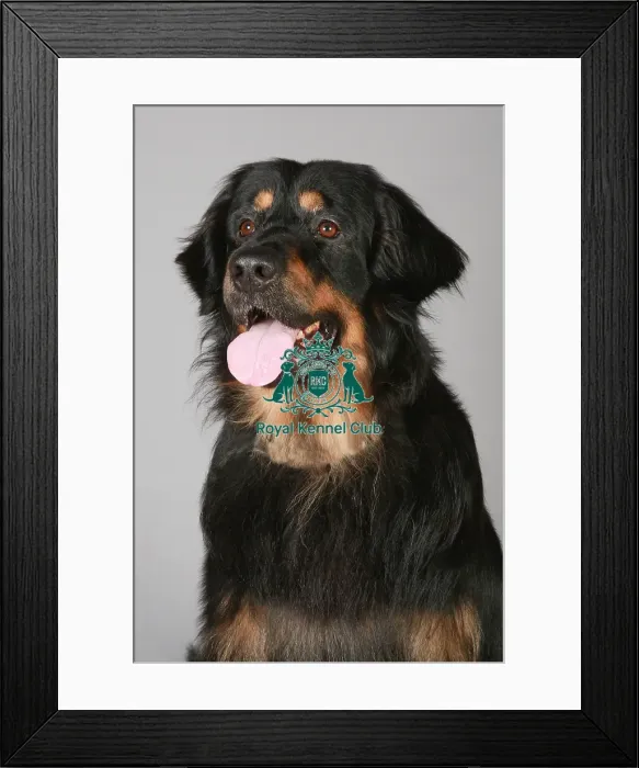 Framed Print : Crufts 2013, Hamiltonstovare, hound, March 2013, nick ridley, portrait, KCPL, KCPL_Stock Framed Print : Crufts 2013, Hamiltonstovare, hound, March 2013, nick ridley, portrait, KCPL, KCPL_Stock