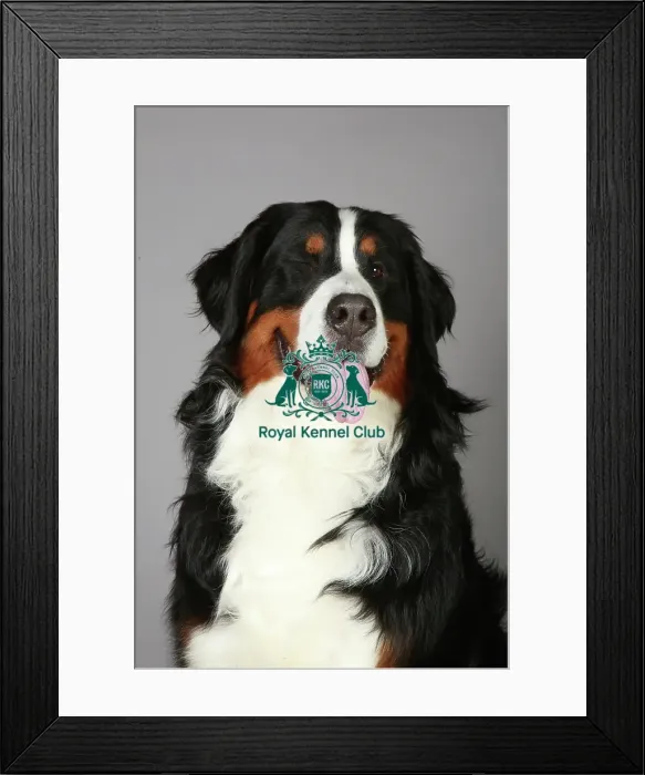 Framed Print : Bernese Mountain Dog, Crufts 2013, working group, portrait, nick ridley, stock images Framed Print : Bernese Mountain Dog, Crufts 2013, working group, portrait, nick ridley, stock images