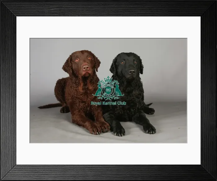 Framed Print : Crufts 2013, Curly coated retriever, gundog, portrait, nick ridley, stock images Framed Print : Crufts 2013, Curly coated retriever, gundog, portrait, nick ridley, stock images