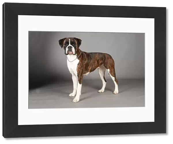 Boxer, Crufts 2013, working group, stock images, portrait, nick ridley, KCPL, KCPL_Stock