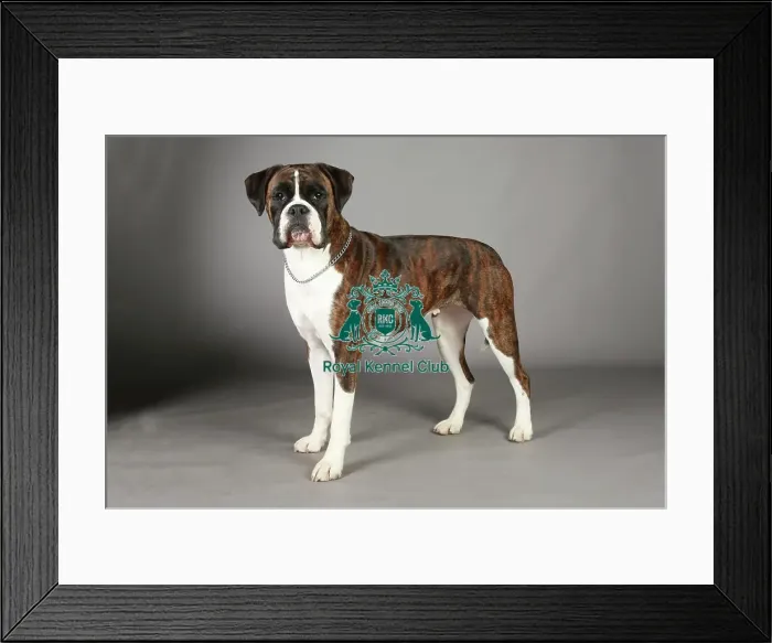 Framed Print : Boxer, Crufts 2013, working group, stock images, portrait, nick ridley, KCPL, KCPL_Stock
