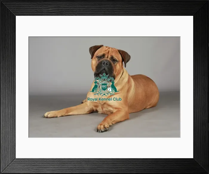 Framed Print : Crufts 2013, English Mastiff, working group, nick ridley, KCPL, stock images, portait Framed Print : Crufts 2013, English Mastiff, working group, nick ridley, KCPL, stock images, portait