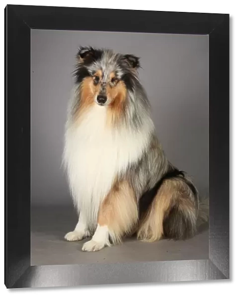 Collie Rough, Crufts 2013, pastoral group, portrait, stock images, nick ridley, KCPL