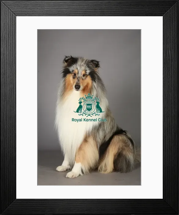 Framed Print : Collie Rough, Crufts 2013, pastoral group, portrait, stock images, nick ridley, KCPL Framed Print : Collie Rough, Crufts 2013, pastoral group, portrait, stock images, nick ridley, KCPL