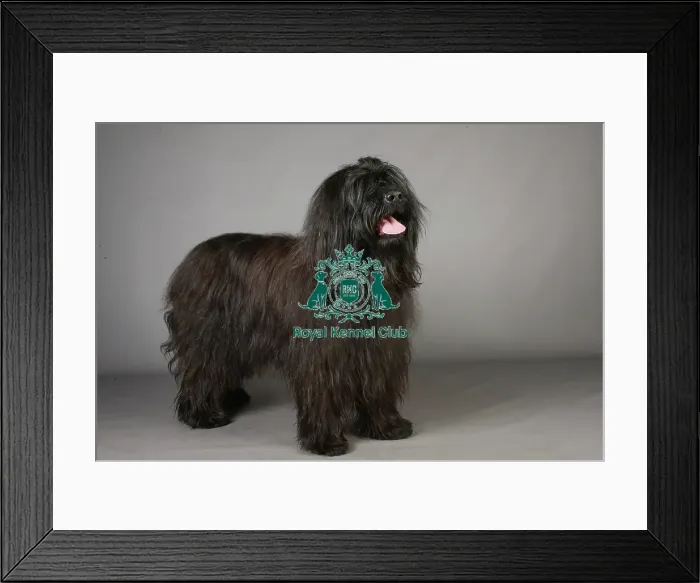 Framed Print : Briard, Crufts 2013, portrait, nick ridley, KCPL, stock images, pastoral group, KCPL_Stock