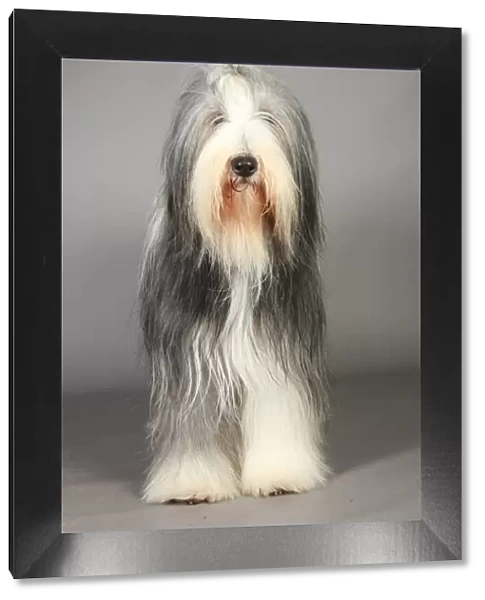 Bearded Collie, Crufts 2013, pastoral, nick ridley, portrait, March 2013, KCPL, stock images