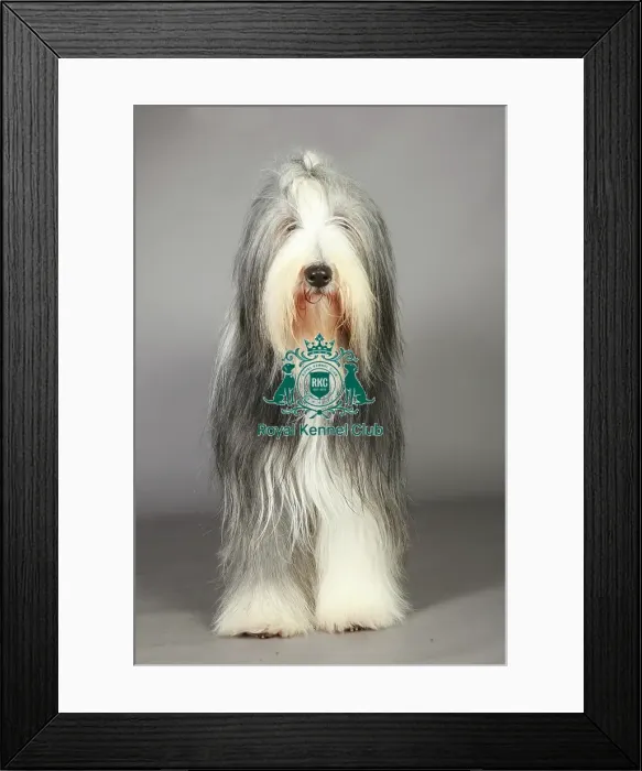 Framed Print : Bearded Collie, Crufts 2013, pastoral, nick ridley, portrait, March 2013, KCPL, stock images Framed Print : Bearded Collie, Crufts 2013, pastoral, nick ridley, portrait, March 2013, KCPL, stock images