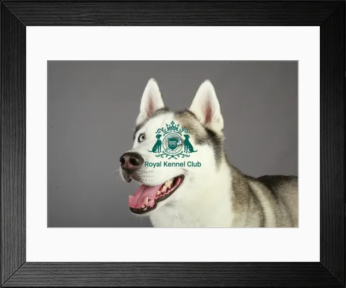 Framed Print : Crufts 2013, Siberian Husky, KCPL_Stock Framed Print : Crufts 2013, Siberian Husky, KCPL_Stock