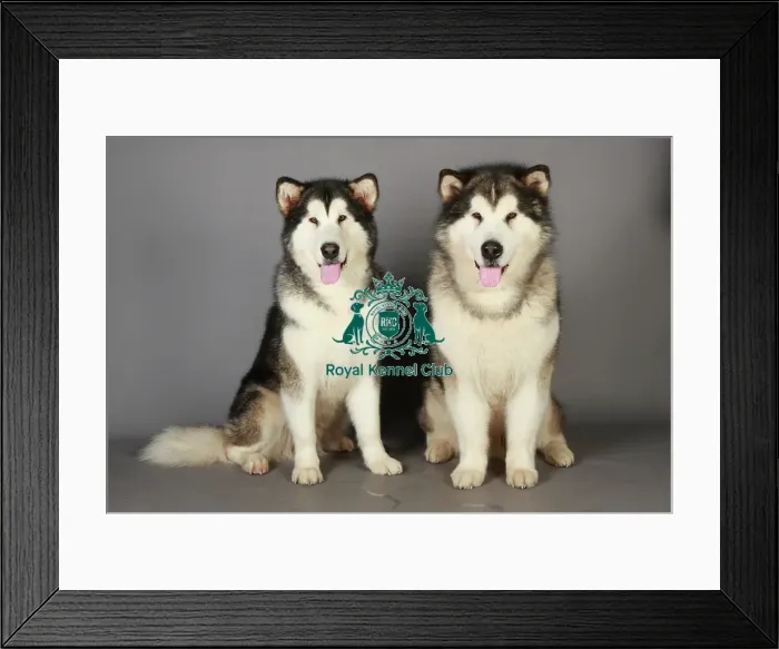 Framed Print : Alaskan Malamute, Crufts 2013, KCPL_Stock Framed Print : Alaskan Malamute, Crufts 2013, KCPL_Stock