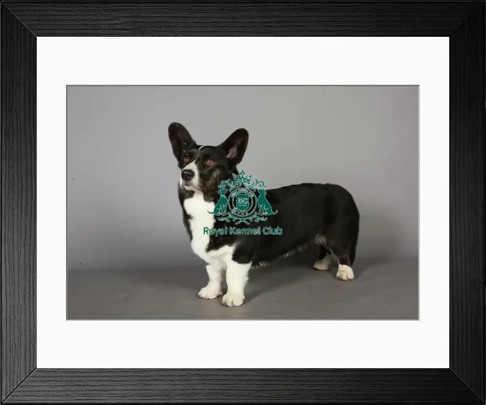 Framed Print : Crufts 2013, Welsh Corgi Pembroke, pastoral, March 2013, nick ridley, KCPL, KCPL_Stock Framed Print : Crufts 2013, Welsh Corgi Pembroke, pastoral, March 2013, nick ridley, KCPL, KCPL_Stock
