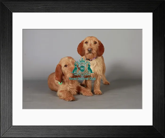 Framed Print : Basset fauve de bretagne, Crufts 2013, KCPL_Stock