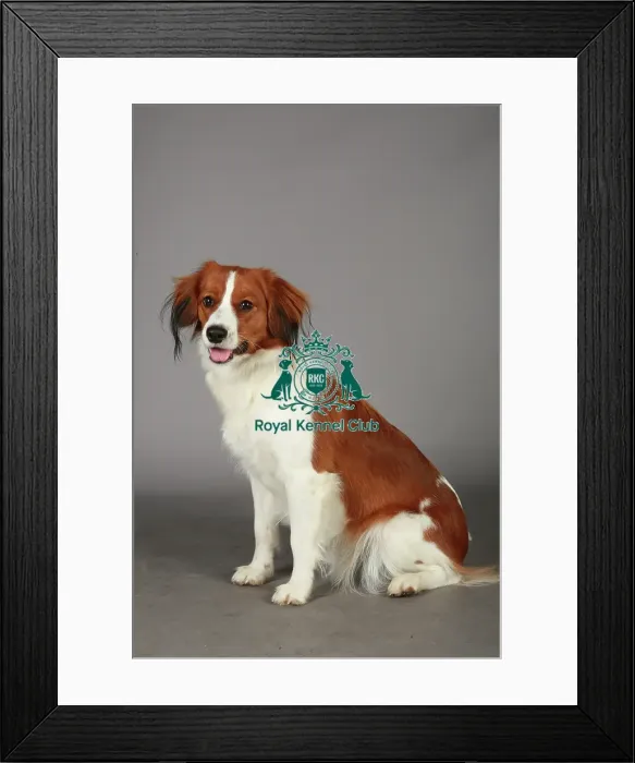 Framed Print : Crufts 2013, nick ridley, stock images, KCPL, KCPL_Stock, March 2013, Kooikerhondje